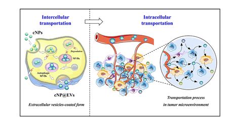 Extracellular Vesicles Facilitate The Transportation Of Nanoparticles