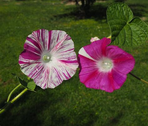 Morning Glory Flowers Cupped - Free photo on Pixabay - Pixabay