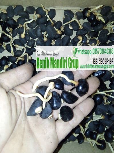 Jual Biji Aren Genjah Unggul Bibit Tanaman Unggul