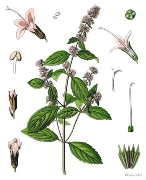 mint  herbal medicine