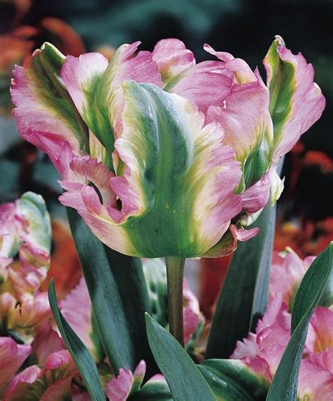 Tulip Green Wave Parrot Tulips Tulips Flower Bulb Index Bulb