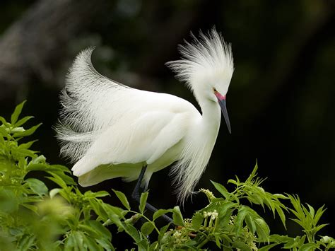 Snowy Egret In Breeding Plumage Wallpaper High Definition High