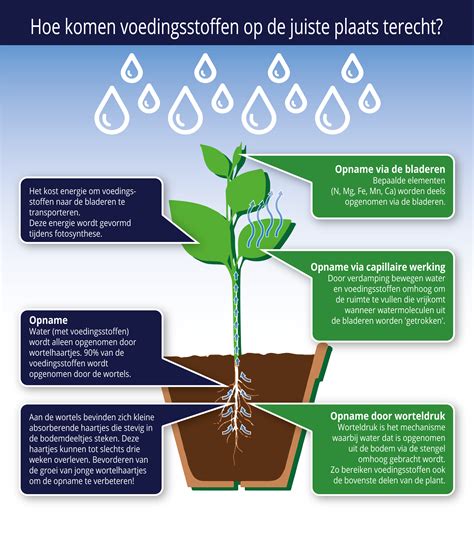 Hoe Planten Voedingsstoffen Opnemen En De Impact Daarvan Op De