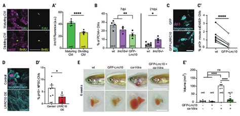 Lrrc10 Inhibits Cardiomyocytes Proliferation And Prevents Cardiomegaly