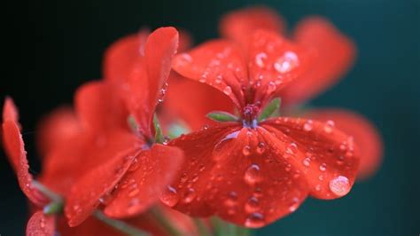 Red Geranium Wallpaper Flowers Hd Wallpapers