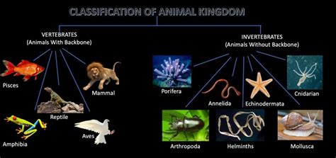 Animal Kingdom - Classification, Characteristics And Examples » Selftution