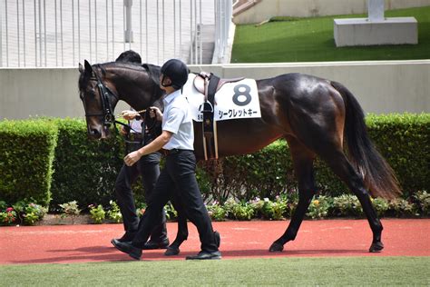 【新馬戦】3頭連続のデビュー勝ち！シークレットキーレース後のコメント。 投資家ぜろの一口馬主奮闘記2