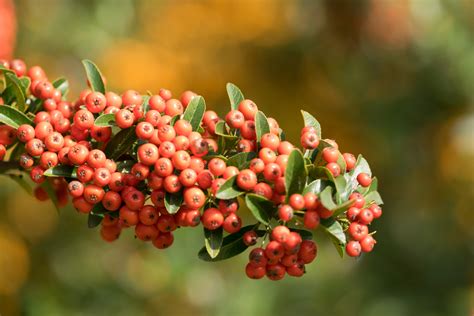 Garten Navi Mittelmeer Feuerdorn Pyracantha Coccinea Darts Red