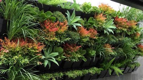 Best Plants for Vertical Garden - Greenkosh