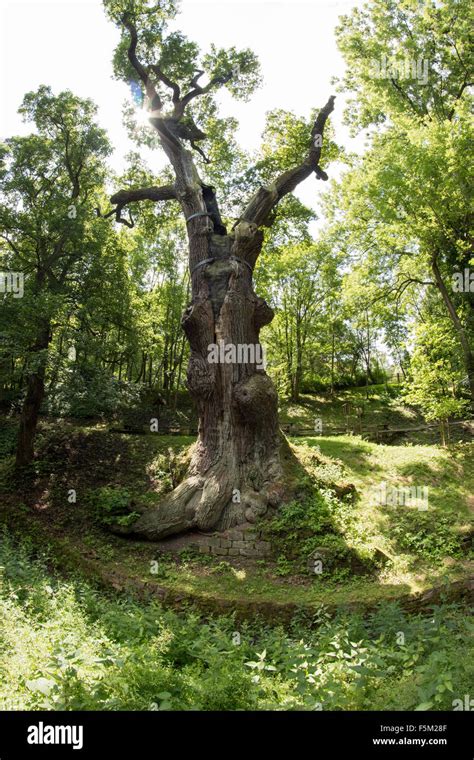 Memorable Oak Tree 800 Year Old Oak Stock Photo Alamy