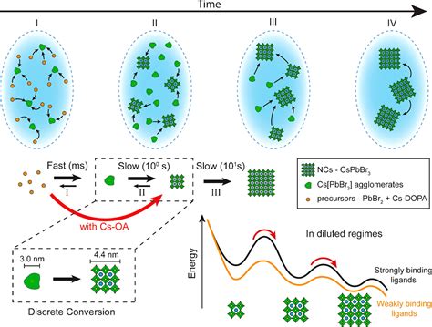 Growth And Self Assembly Of Cspbbr3 Nanocrystals In The Topopbbr2