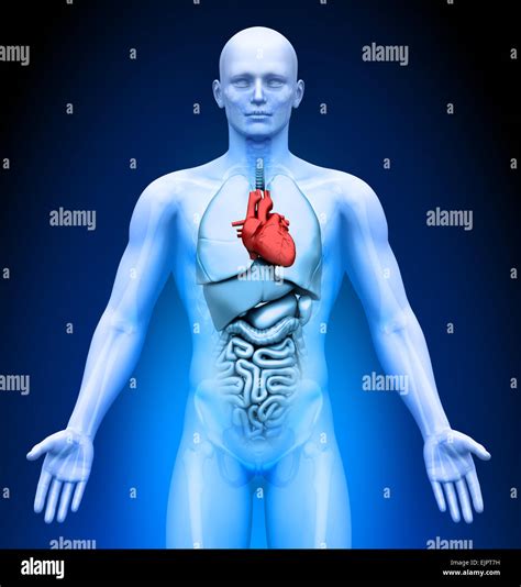 Male Heart Anatomy Stock Photo - Alamy