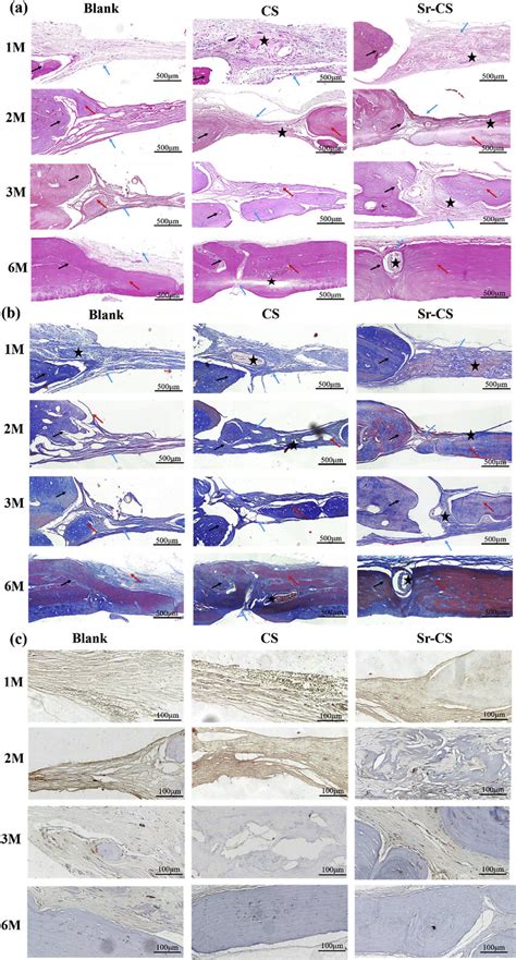 A B Histological Analysis Of Bone Formation At And Months