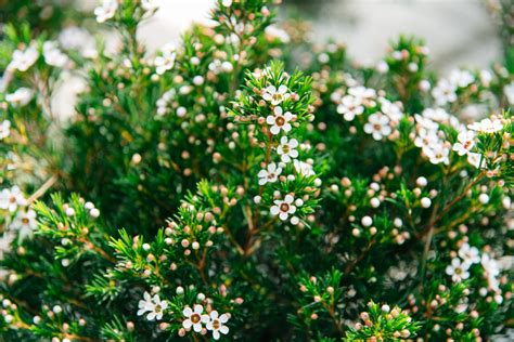 CHAMELAUCIUM UNCINATUM – WAX FLOWER – Jardinerie Prosperi