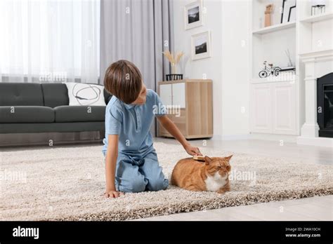 Little Boy Brushing Cute Ginger Cats Fur On Soft Carpet At Home Stock