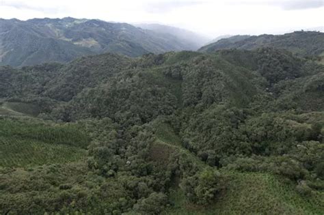 Finca Sembrada En Pino En El Municipio De Abejorral MercadoLibre