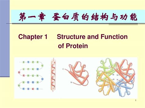 第一章 蛋白质的结构与功能 题 word文档在线阅读与下载 无忧文档