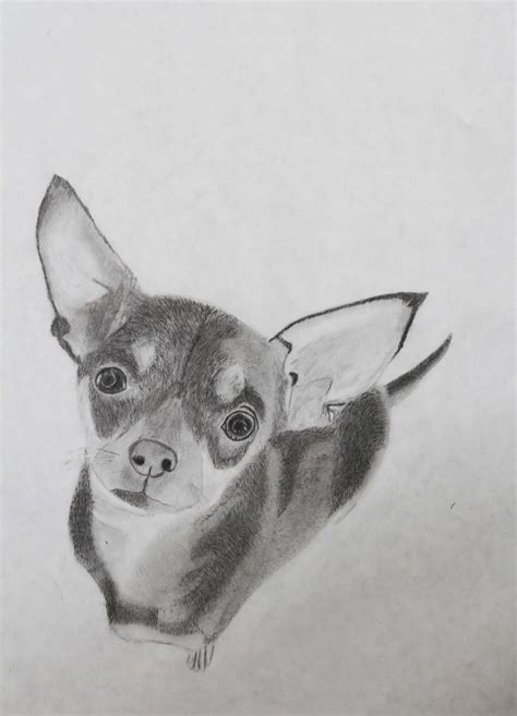 Student Art: Graphite Animals