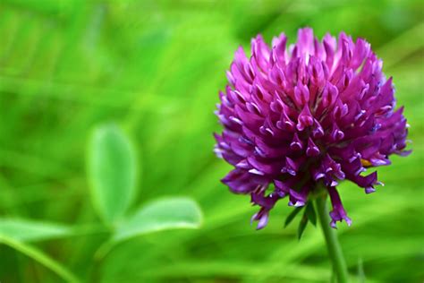 Buy Red Clover Seed Great From Food Plot Cover Crop Pasture Mix