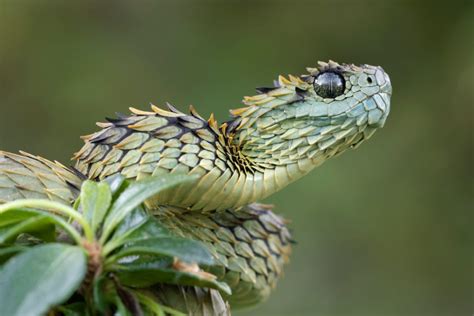 Snake Profile: African Bush Viper (8 Amazing Photos) - Snake Profile