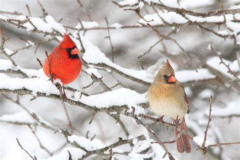 Cardinals In Snow — Stock Photo © steve_byland #7928392