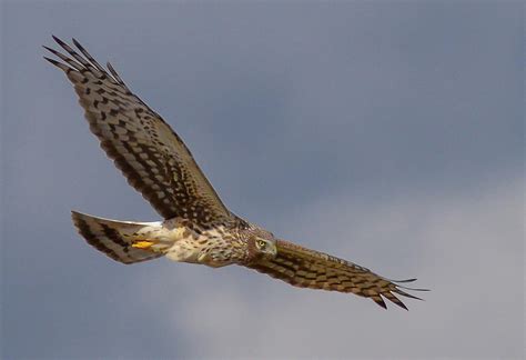 Female Northern Harrier Photograph by John Feit | Fine Art America