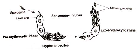 Life Cycle Of Plasmodium Vivax