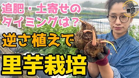 【里芋の栽培方法】農家の家庭菜園 逆さ植え 追肥・土寄せのタイミングは？ マルチを使って水分調整・雑草抑制 Youtube