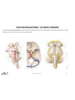 FICHE NEUROANATOMIE LES NERFS CRÂNIENS fiche neuroanatomie les