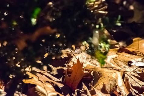 Rustling Fall Leaves stock photo. Image of brown, night - 49254362