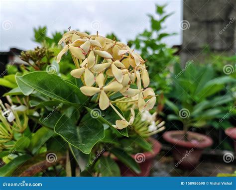 Beautiful Picture Of Yellow Colored Flowers Of Ixora Plant Stock Photo