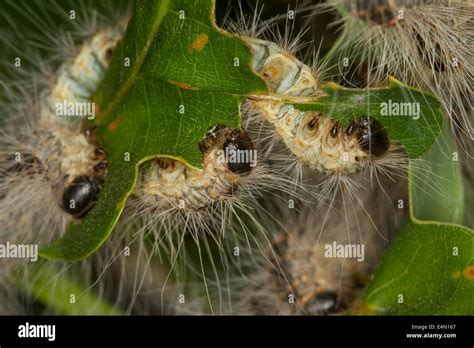 Oak Processionary Moth Hi Res Stock Photography And Images Alamy