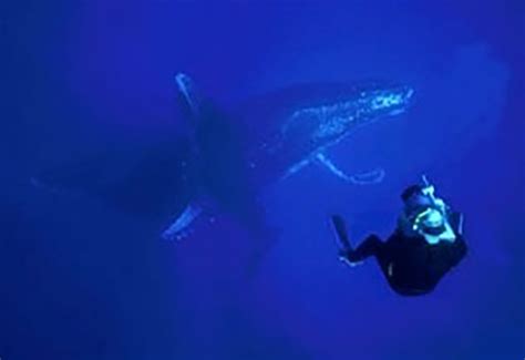 Underwater Cinematography Immersion Program – oceanimaging.com