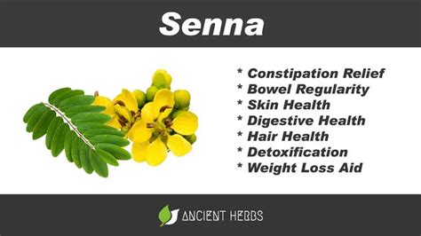 Senna Benefits Uses Dosage Side Effects