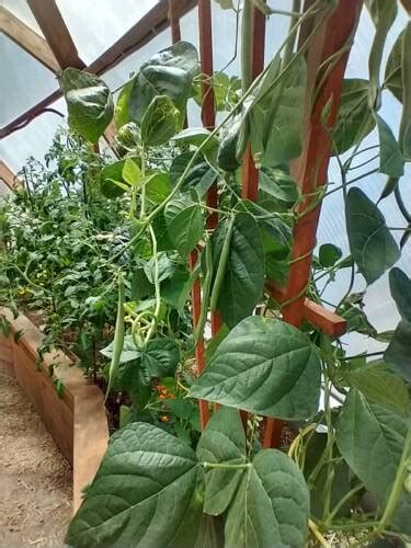 Growing Beans - Planting, Care, and Harvesting