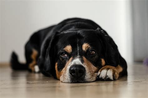 How Can I Help My Constipated Dog Dog Constipation Advice