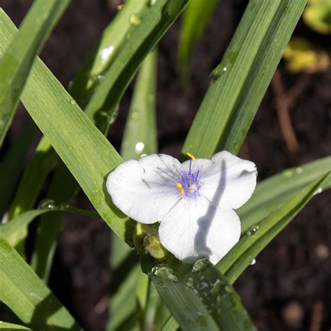 Éphémère de Virginie Osprey - Tradescantia andersoniana à fleurs blanc