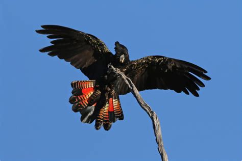 Forest Red-tailed Black Cockatoo | Western Australian Museum