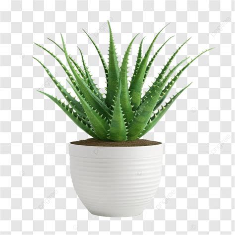 Cactus Alto Con Múltiples Púas En Maceta Blanca PNG dibujos Macetero