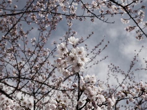 桜前線北上中 その2 写真散歩 Refocus