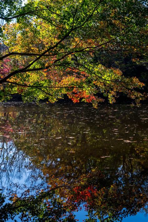 そろそろ見頃になってきた震生湖の紅葉 紅葉