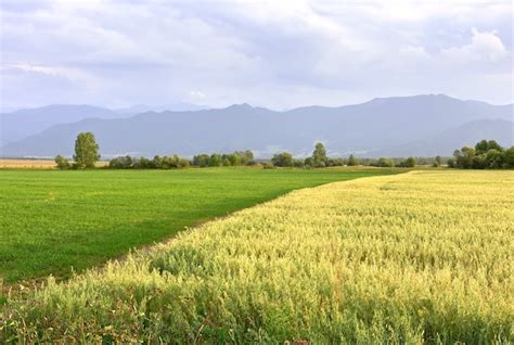 El Borde De Un Campo De Grano Bajo El Cielo Azul De La Tarde Siberia