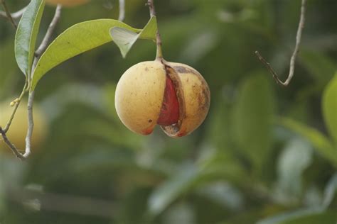 Fotos gratis árbol naturaleza rama flor Fruta hoja comida