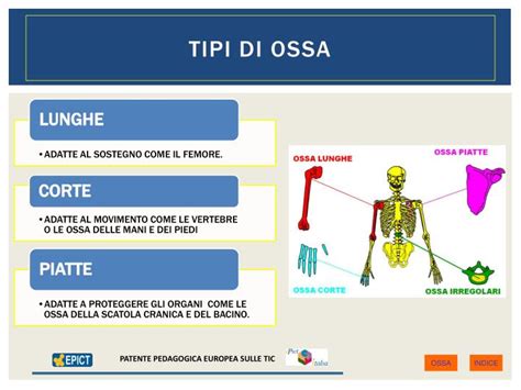 PPT LAPPARATO SCHELETRICO PowerPoint Presentation ID 2127454