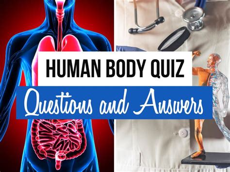 human anatomy quiz  darcy sunderland blog
