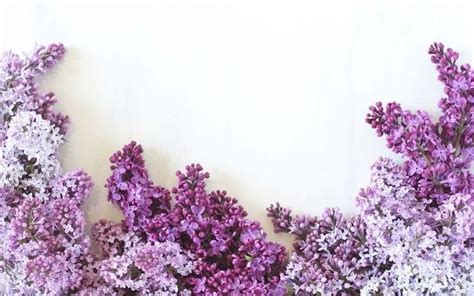 Spring Lilac Flowers Wallpaper