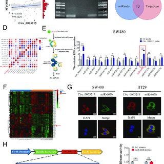 Circ Serves As An Efficient Mir B Sponge In Crc A