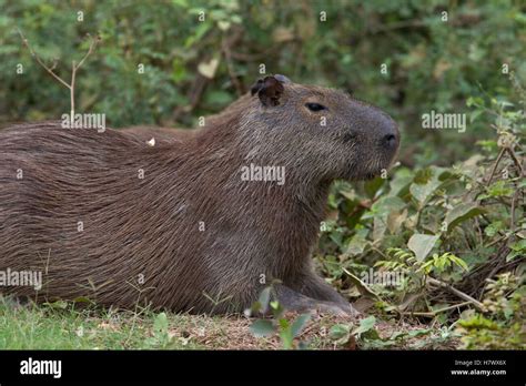 Capybara Hydrochoerus Hydrochaeris Pantanal Brazil Stock Photo Alamy