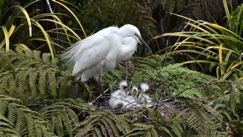 White Heron Sanctuary Tours Activity In West Coast New Zealand