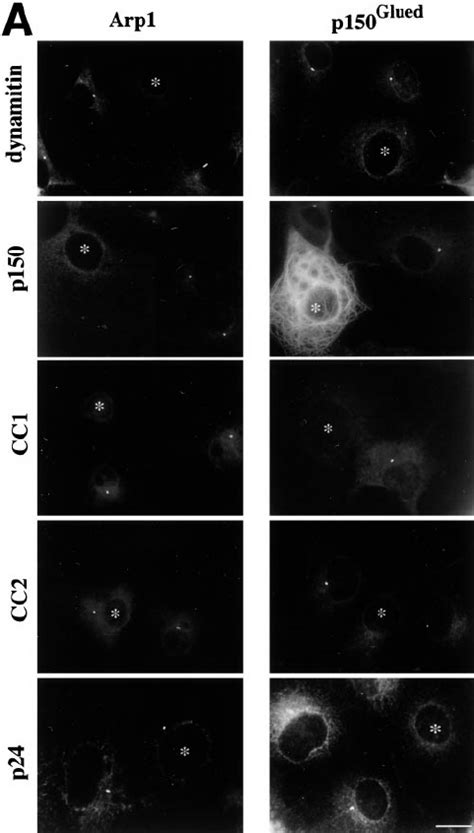 Effects Of Dynactin Subunit Overexpression On Centrosomal Dynactin